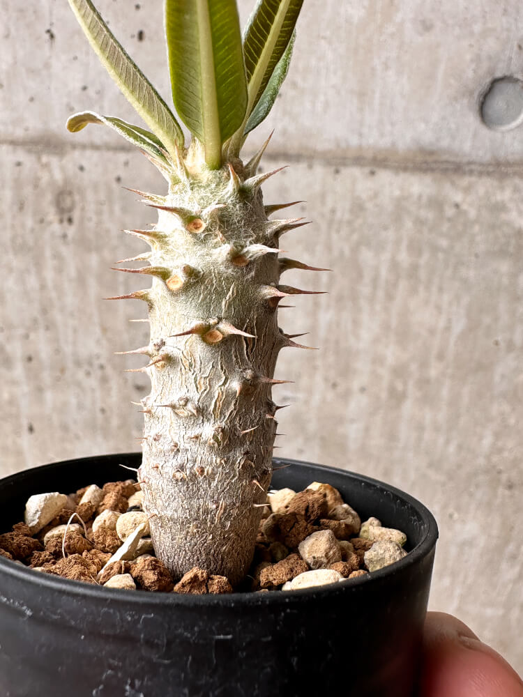 【現品限り】パキポディウム・カクチペス【F5】 Pachypodium cactipes
