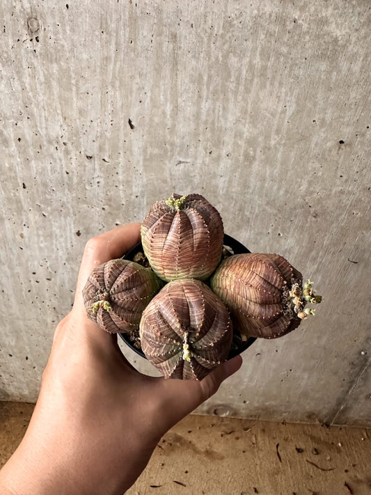 【現品限り】ユーフォルビア・オベサ 多頭【F60】 Euphorbia obesa