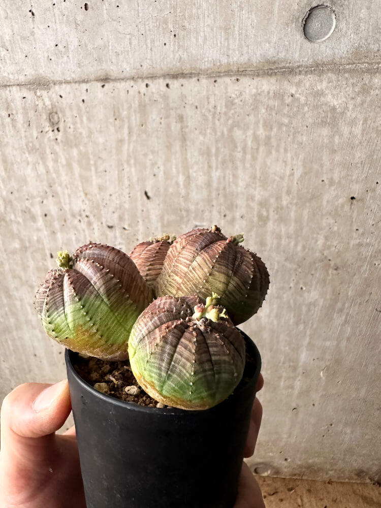 【現品限り】ユーフォルビア・オベサ 多頭【F60】 Euphorbia obesa