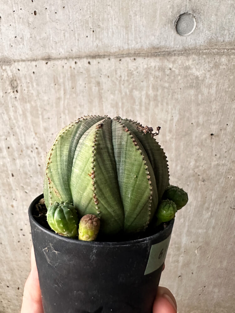 【現品限り】ユーフォルビア・オベサ 大株 周りはこぼれ種から【F61】 Euphorbia obesa