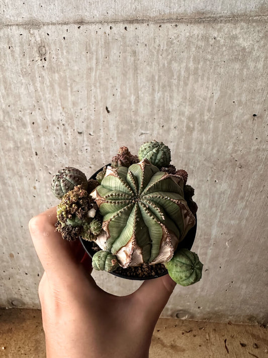 【現品限り】ユーフォルビア・オベサ 大株 周りはこぼれ種から【F62】 Euphorbia obesa