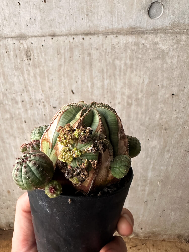 【現品限り】ユーフォルビア・オベサ 大株 周りはこぼれ種から【F62】 Euphorbia obesa
