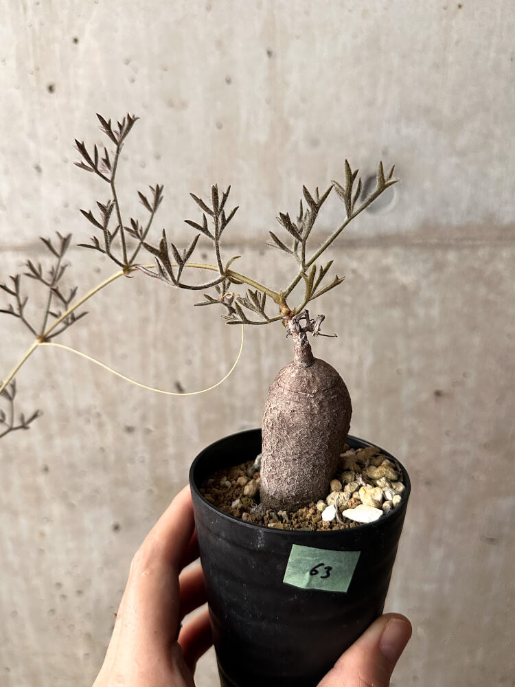 キフォステンマ　モンタグナッキー　現地球　発根済み　2年管理　パキポディウム 現品限り】キフォステンマ・モンタグナッキー 輸入後2年以上管理【F63