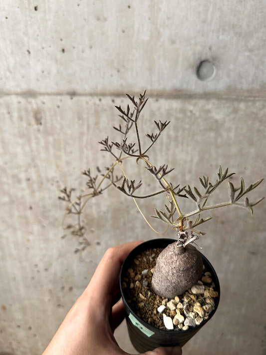 【現品限り】キフォステンマ・モンタグナッキー 輸入後2年以上管理【F63】 Cyphostemma montagnacii