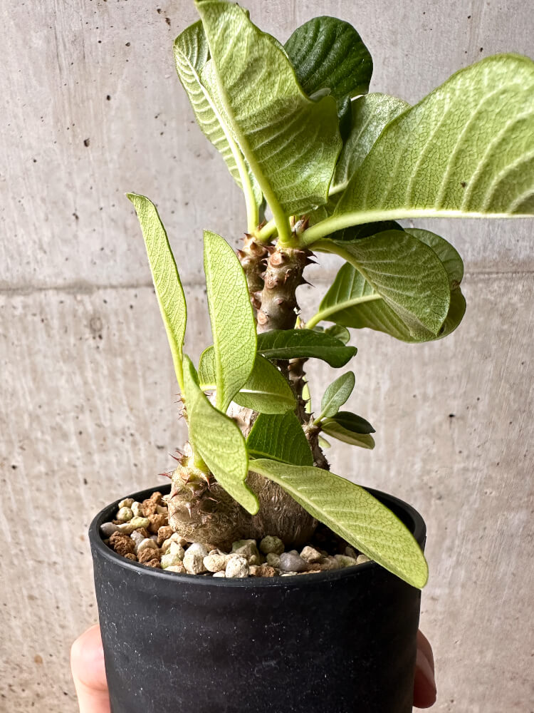 【現品限り】パキポディウム・ウィンゾリー 大株 実生【F66】 Pachypodium windsorii