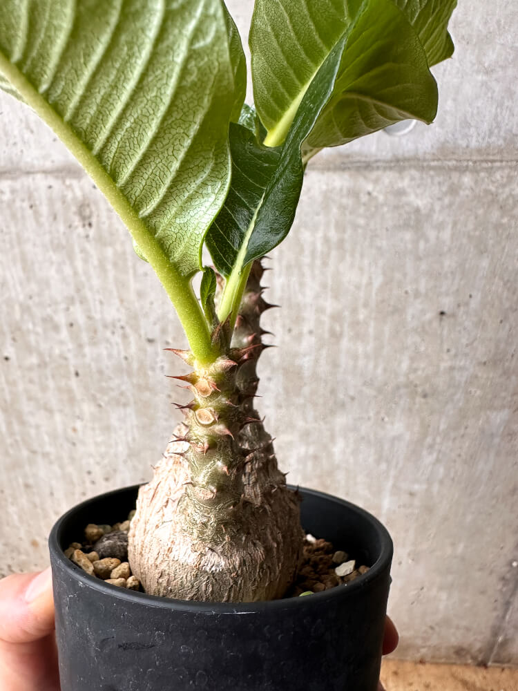 【現品限り】パキポディウム・ウィンゾリー 大株 実生【F67】 Pachypodium windsorii