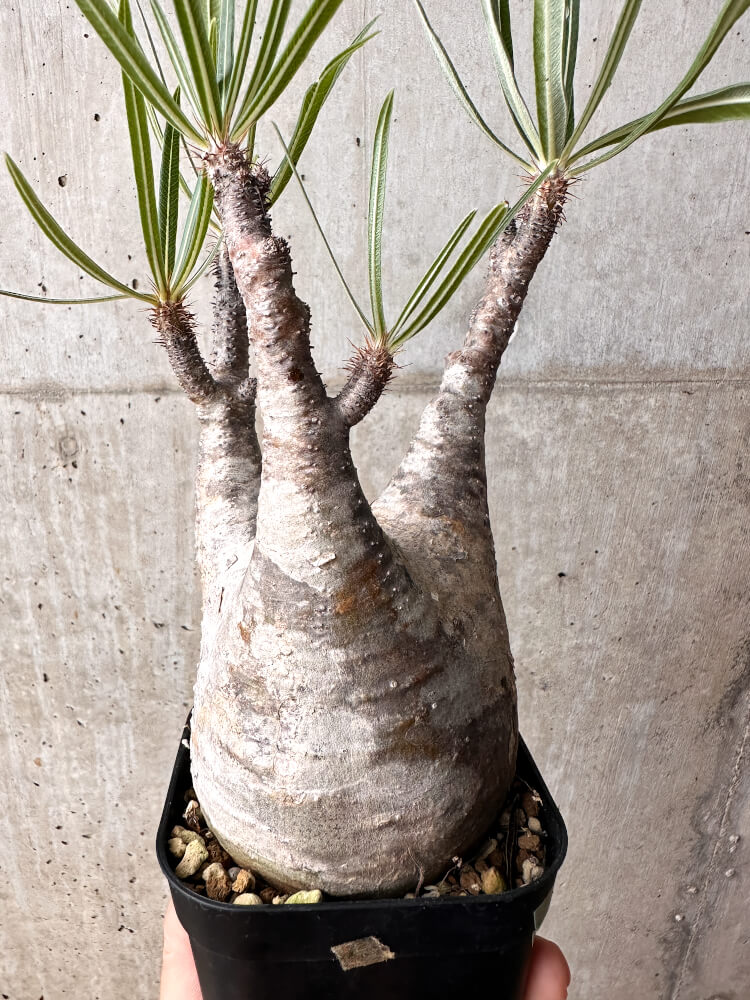 【現品限り】パキポディウム・グラキリス 現地株 発根済み 2年ほど管理【F71】 Pachypodium gracilius