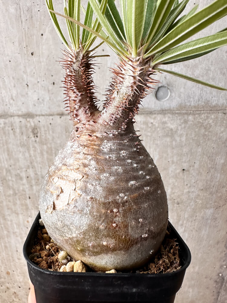 【現品限り】パキポディウム・グラキリス 現地株 発根済み 2年ほど管理【F72】 Pachypodium gracilius