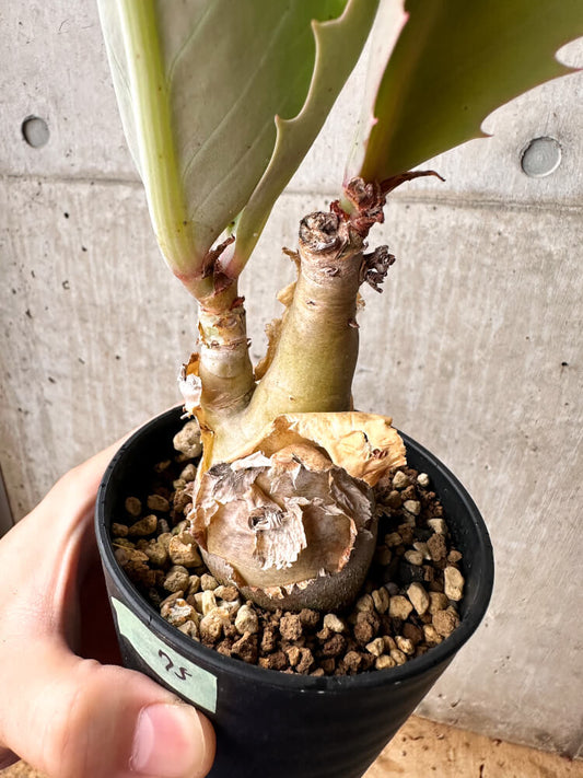 【現品限り】キフォステンマ・バイネシー【F75】 Cyphostemma bainesii