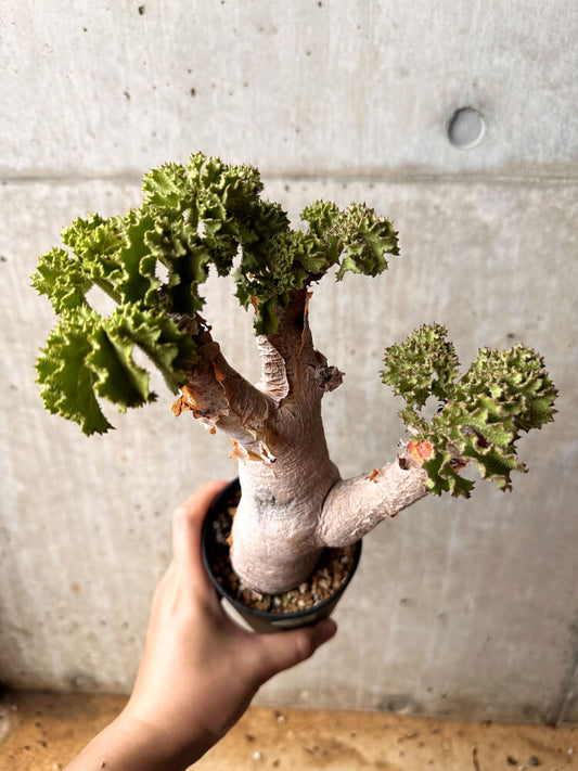 【現品限り】キフォステンマ・ウター 1年半ほど管理【F76】 Cyphostemma uter v uter