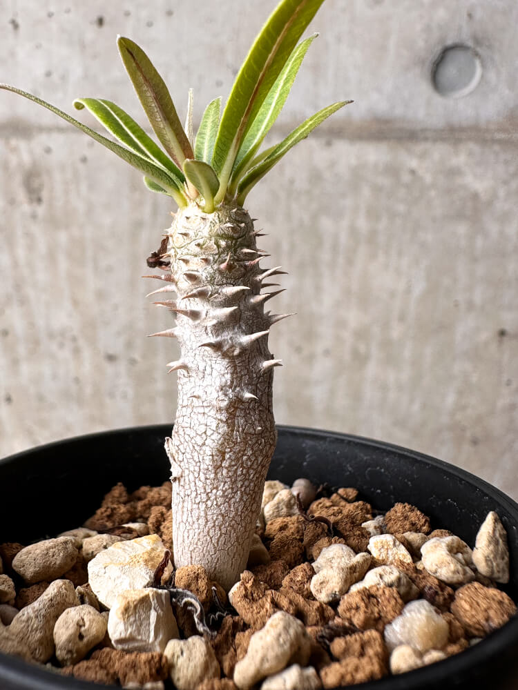 【現品限り】パキポディウム・イノピナーツム【F7】 Pachypodium inopinatum