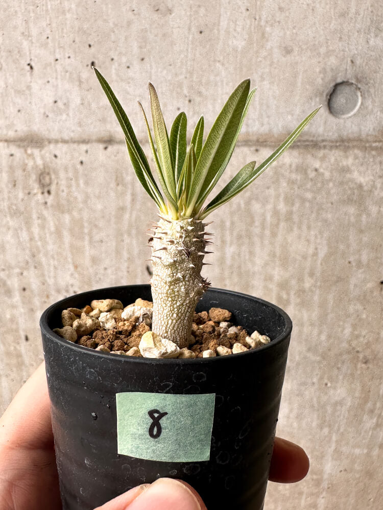 現品限り】パキポディウム・イノピナーツム【F8】 Pachypodium