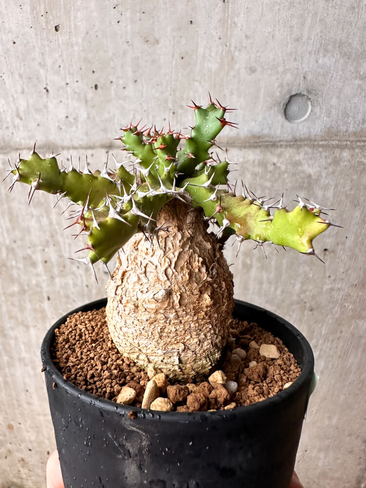 【現品限り】ユーフォルビア・スクアローサ 奇怪ヶ島 3年以上管理【F80】 Euphorbia squarrosa