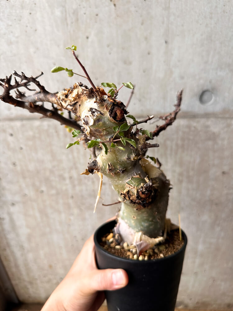 【現品限り】コミフォラ・カタフ ターカネンシス 発根済み 2年以上管理【F81】 Commiphora kataf turkanensis