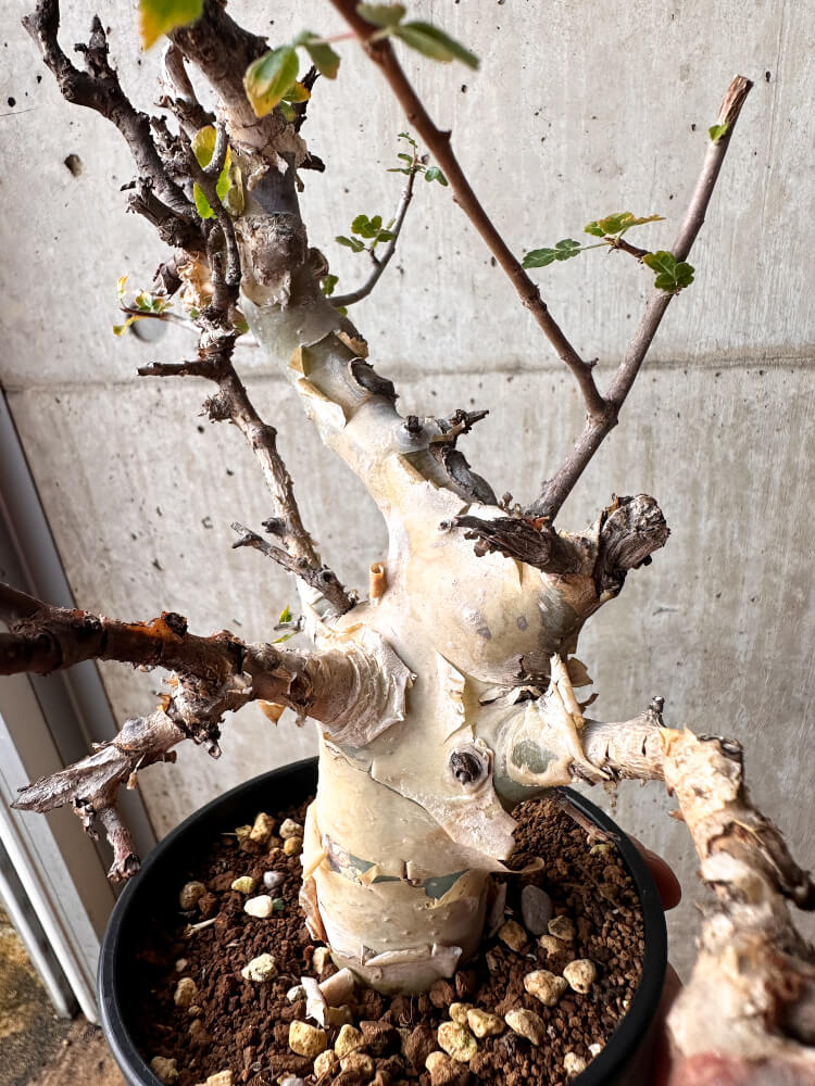 【現品限り】コミフォラ・カタフ ターカネンシス 発根済み 2年以上管理【F82】 Commiphora kataf turkanensis