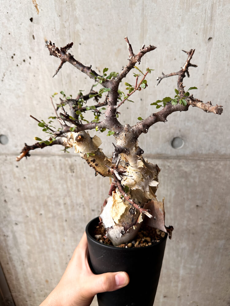 【現品限り】コミフォラ・カタフ ターカネンシス 発根済み 2年以上管理【F83】 Commiphora kataf turkanensis