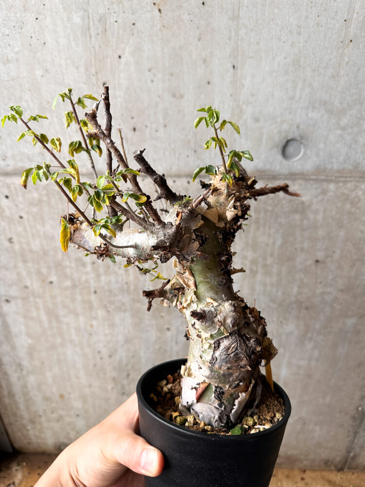 【現品限り】コミフォラ・カタフ ターカネンシス 発根済み 2年以上管理【F84】 Commiphora kataf turkanensis