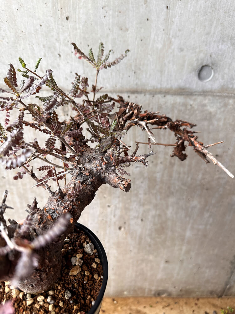 【現品限り】ボスウェリア・ネグレクタ 発根済み 2年以上管理【F85】 Boswellia neglecta