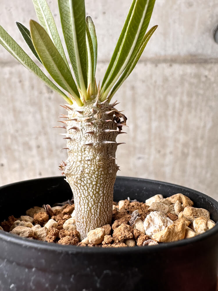 【現品限り】パキポディウム・イノピナーツム【F8】 Pachypodium inopinatum
