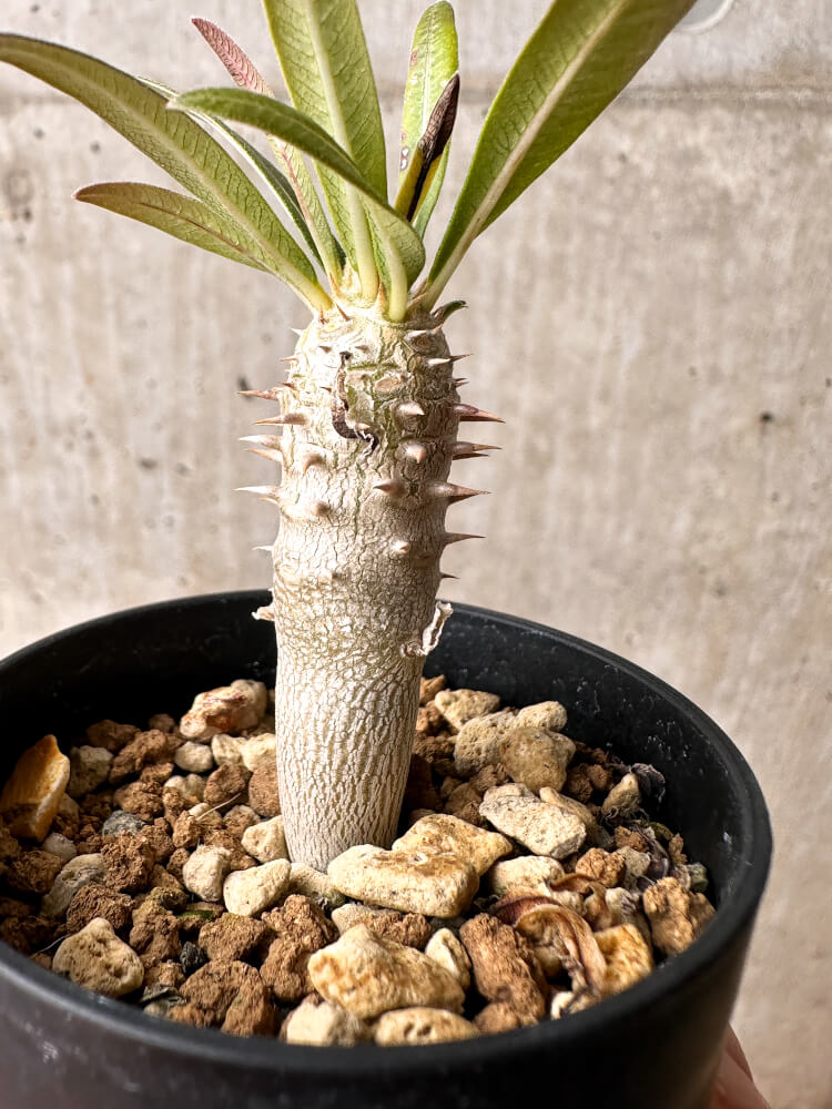 【現品限り】パキポディウム・イノピナーツム【F9】 Pachypodium inopinatum