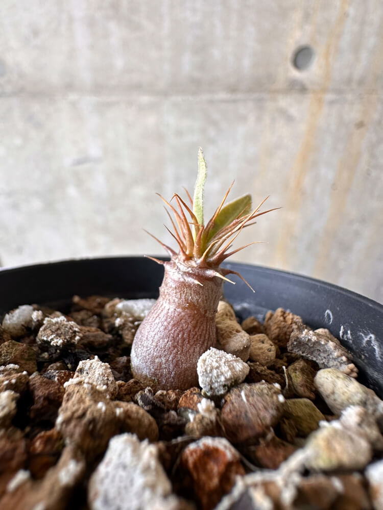 【現品限り】パキポディウム・マカイエンセ【G11】 Pachypodium makayense