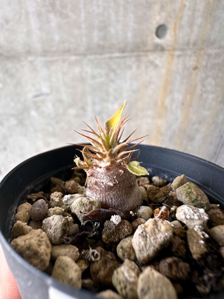 【現品限り】パキポディウム・マカイエンセ【G13】 Pachypodium makayense