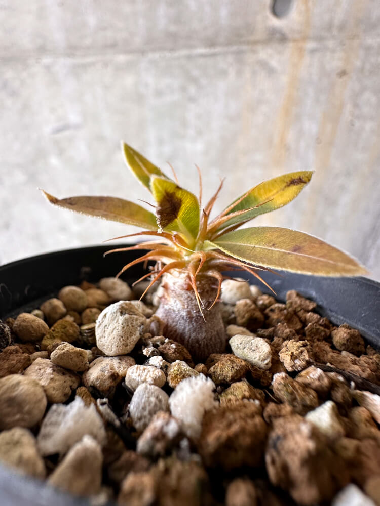 【現品限り】パキポディウム・マカイエンセ【G14】 Pachypodium makayense