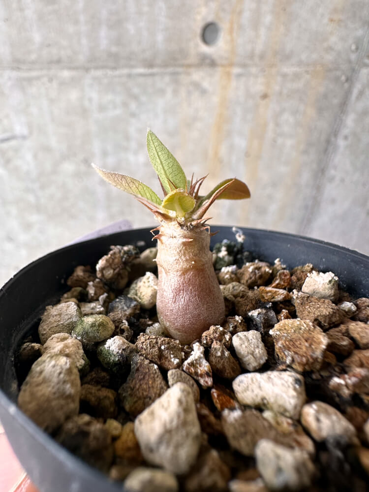 【現品限り】パキポディウム・マカイエンセ【G15】 Pachypodium makayense