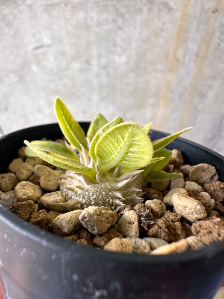 【現品限り】パキポディウム・ブレビカウレ 恵比寿笑い【G16】 Pachypodium brevicaule