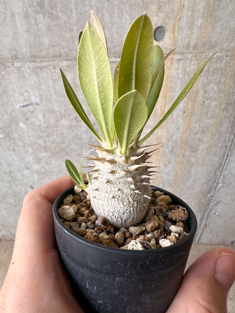 【現品限り】パキポディウム・デンシフローラム【G21】 Pachypodium densiflorum