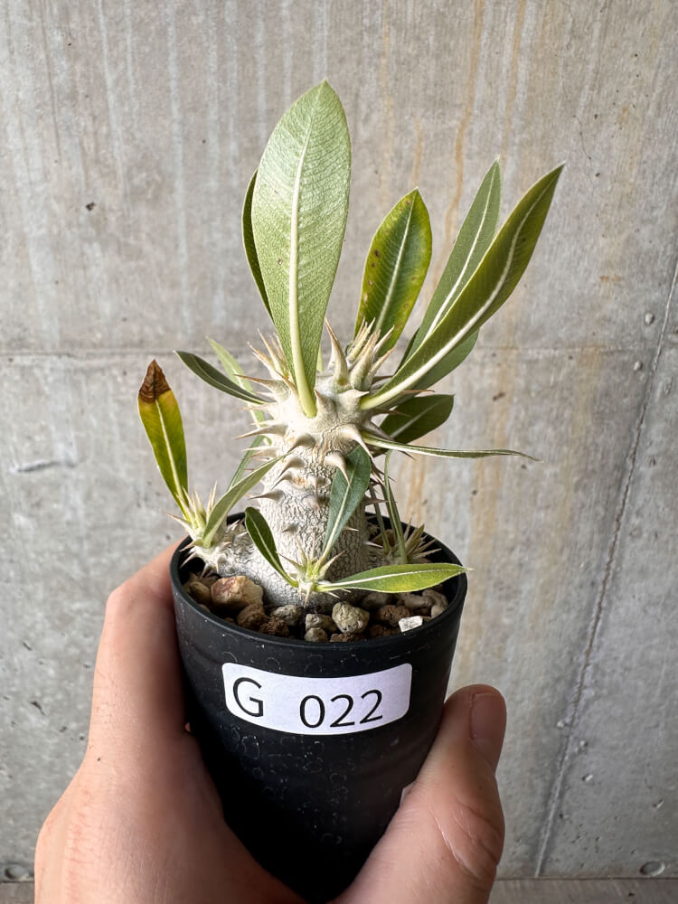 現品限り】パキポディウム・デンシフローラム【G22】 Pachypodium