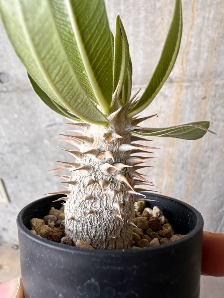 【現品限り】パキポディウム・デンシフローラム【G24】 Pachypodium densiflorum