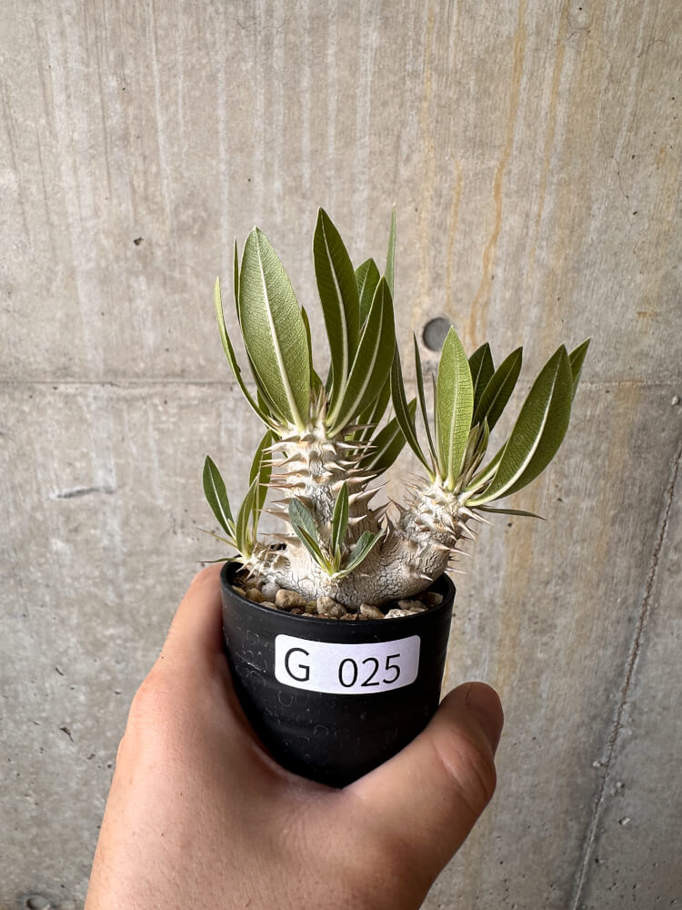 現品限り】パキポディウム・デンシフローラム【G25】 Pachypodium