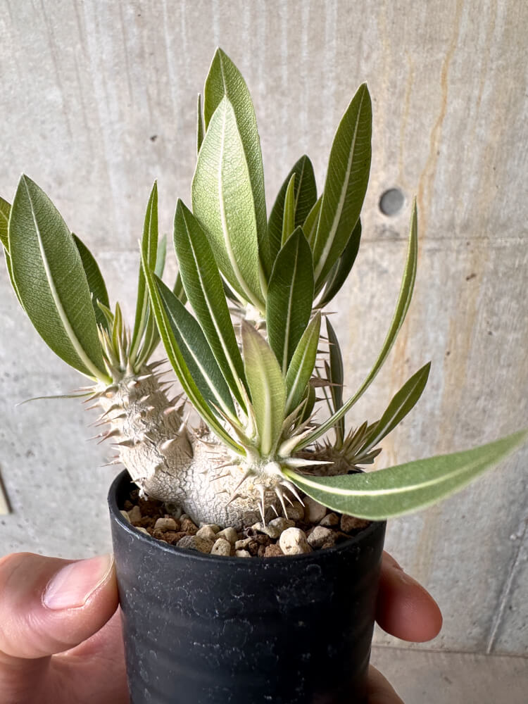 【現品限り】パキポディウム・デンシフローラム【G25】 Pachypodium densiflorum