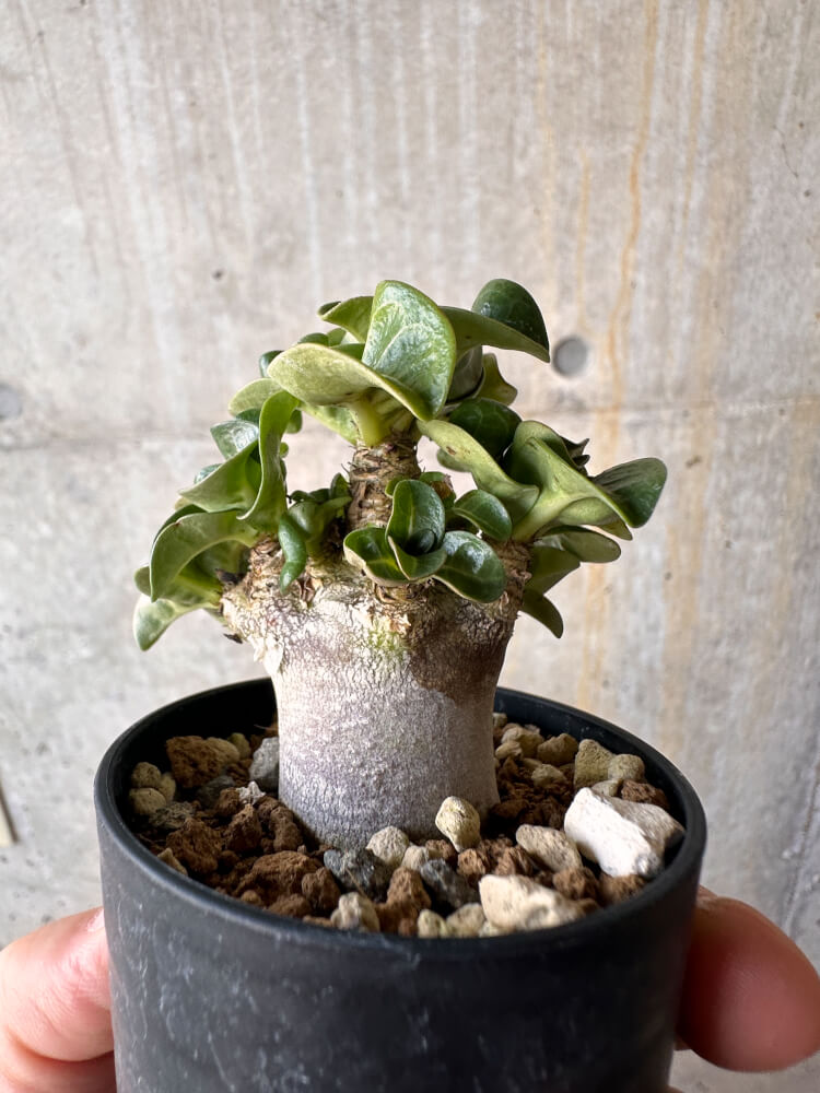 【現品限り】アデニウム・DHA 葉巻【G28】 Adenium DHA