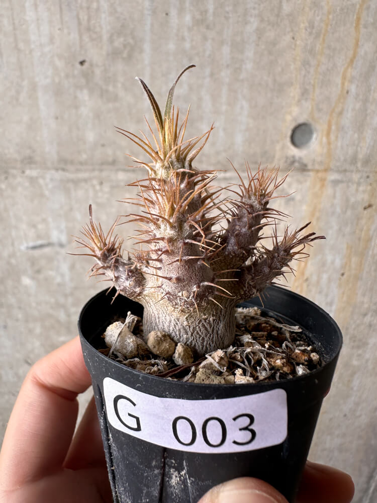 現品限り】パキポディウム・グラキリス【G3】 Pachypodium gracilius