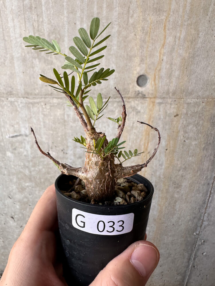 現品限り】センナ・メリディオナリス 実生【G33】 Senna meridionalis