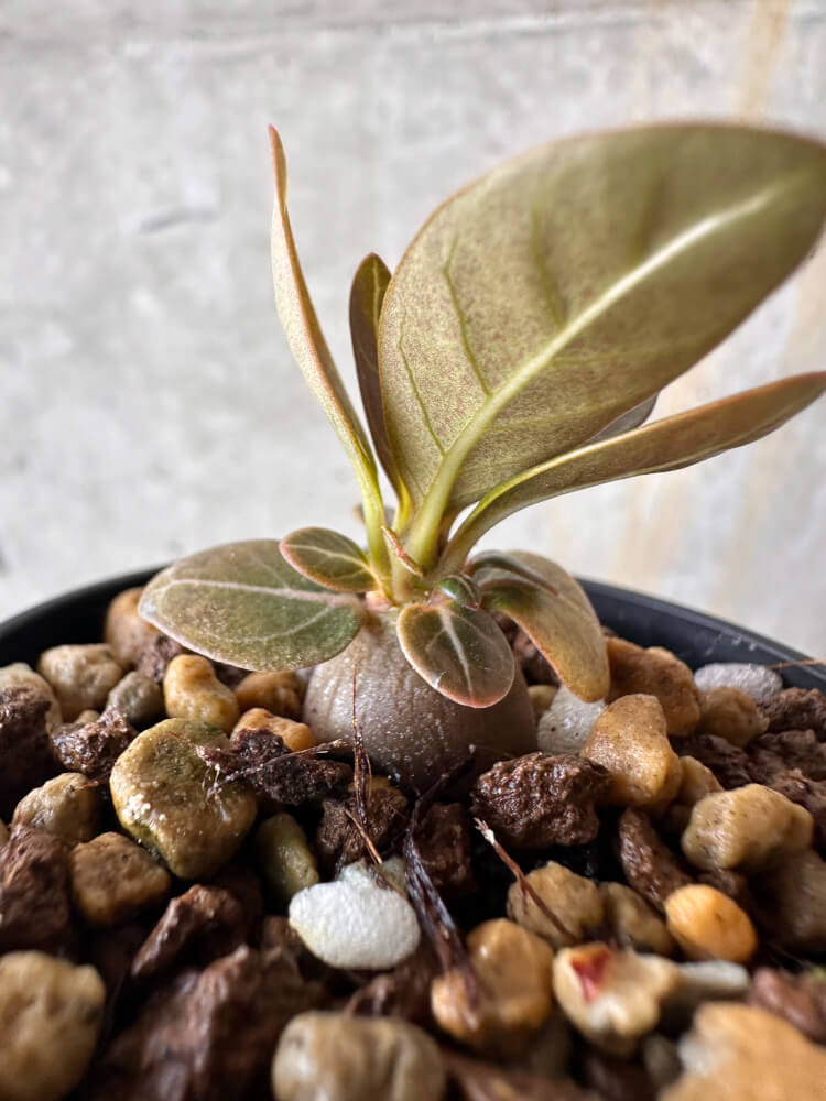 【現品限り】アデニウム・ソコトラナム 実生【G36】 Adenium socotranum
