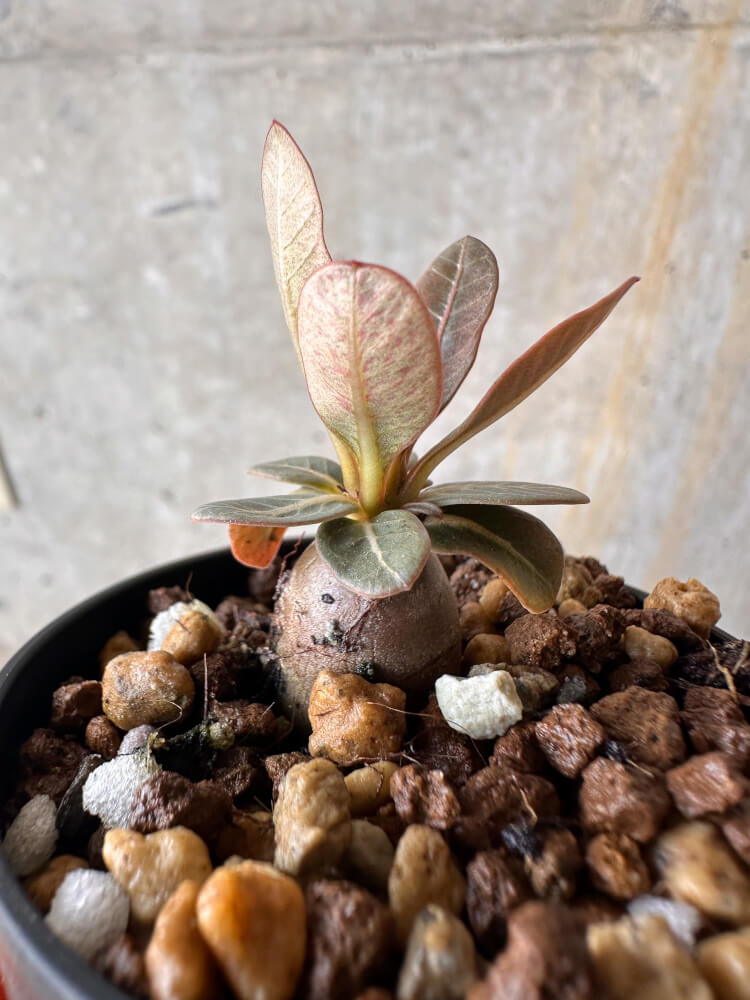 【現品限り】アデニウム・ソコトラナム 実生【G37】 Adenium socotranum