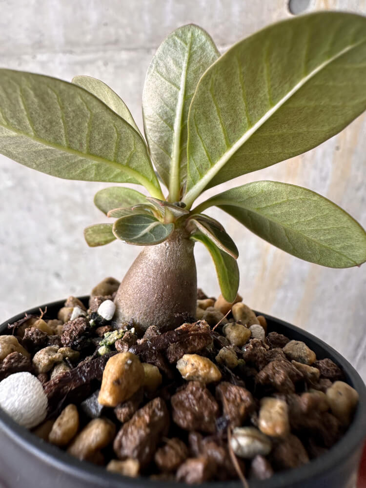 【現品限り】アデニウム・ソコトラナム 実生【G40】 Adenium socotranum