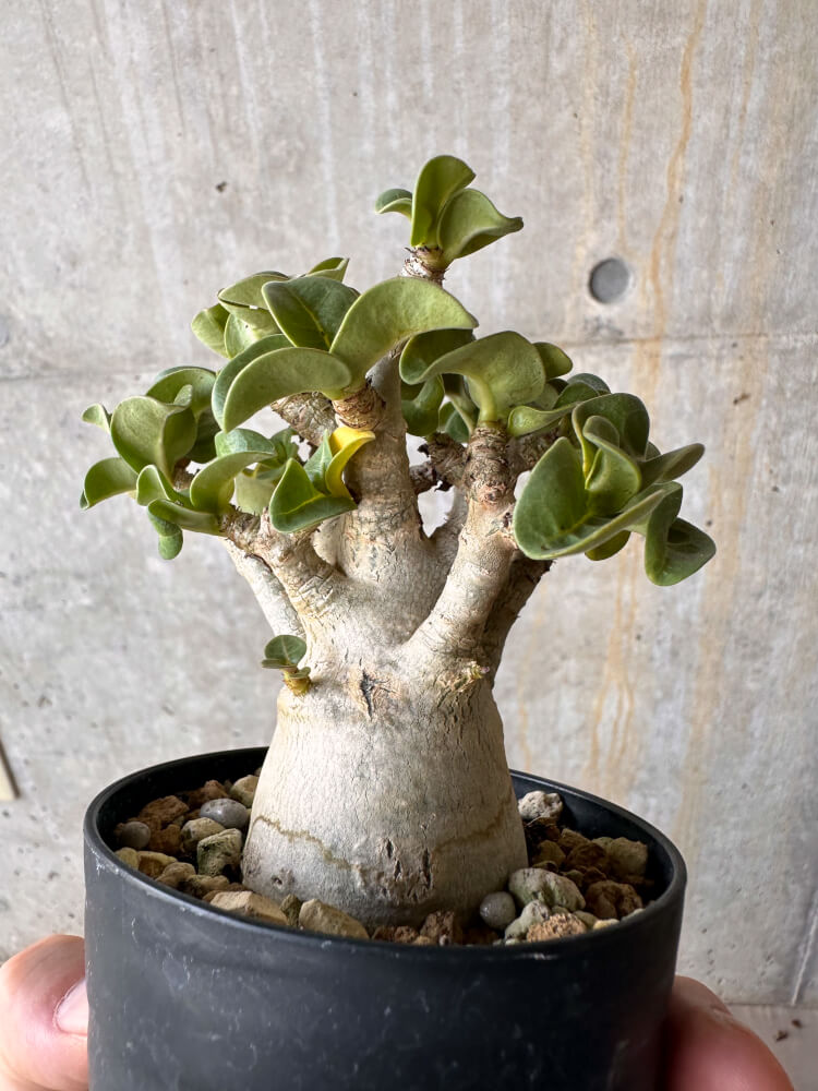 【現品限り】アデニウム・DHA 大株 葉巻【G41】 Adenium DHA