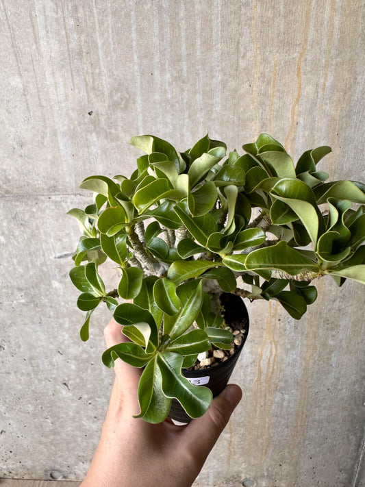 【現品限り】アデニウム・DHA 大株 葉巻【G43】 Adenium DHA