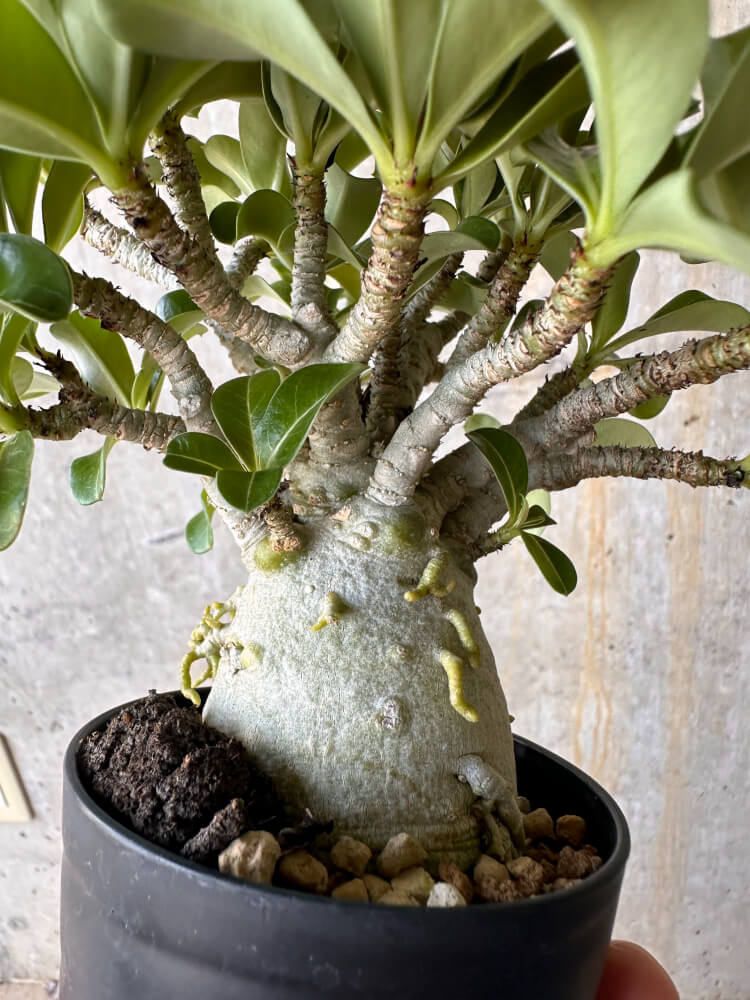 【現品限り】アデニウム・DHA 大株 葉巻【G43】 Adenium DHA