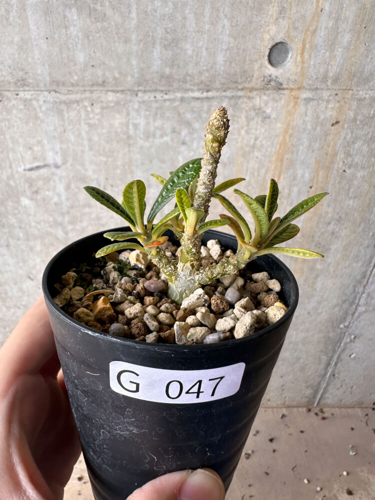 現品限り】ドルステニア・ギガス 実生【G47】 Dorstenia gigas 塊根