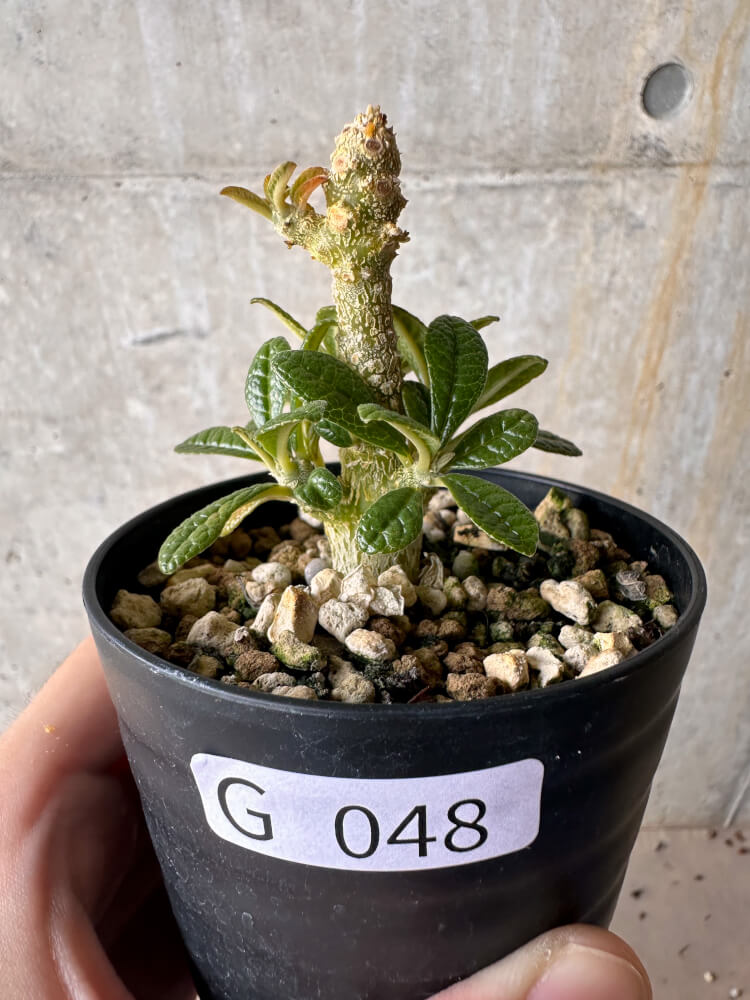 現品限り】ドルステニア・ギガス 実生【G48】 Dorstenia gigas 塊根