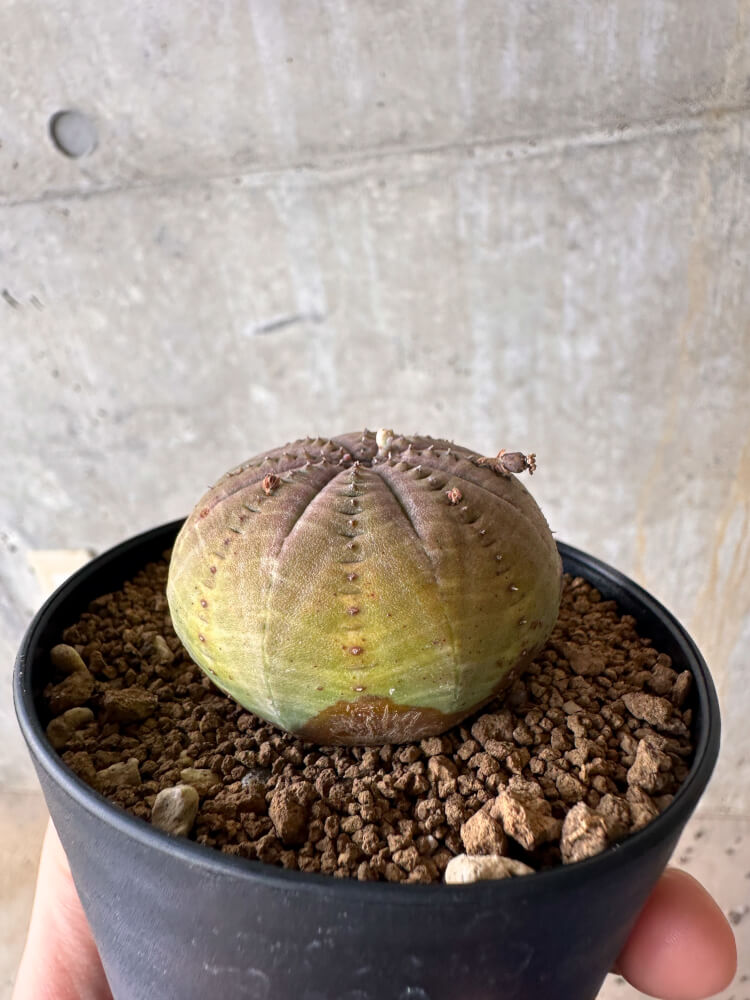 【現品限り】ユーフォルビア・オベサ【G49】 Euphorbia obesa