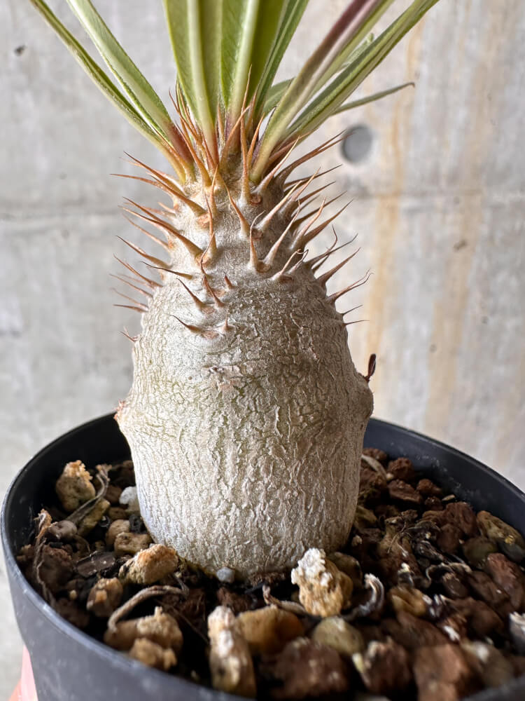 【現品限り】パキポディウム・グラキリス【G4】 Pachypodium gracilius