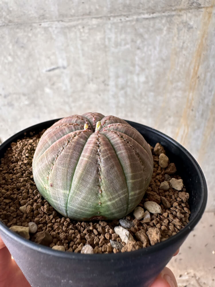 【現品限り】ユーフォルビア・オベサ【G50】 Euphorbia obesa