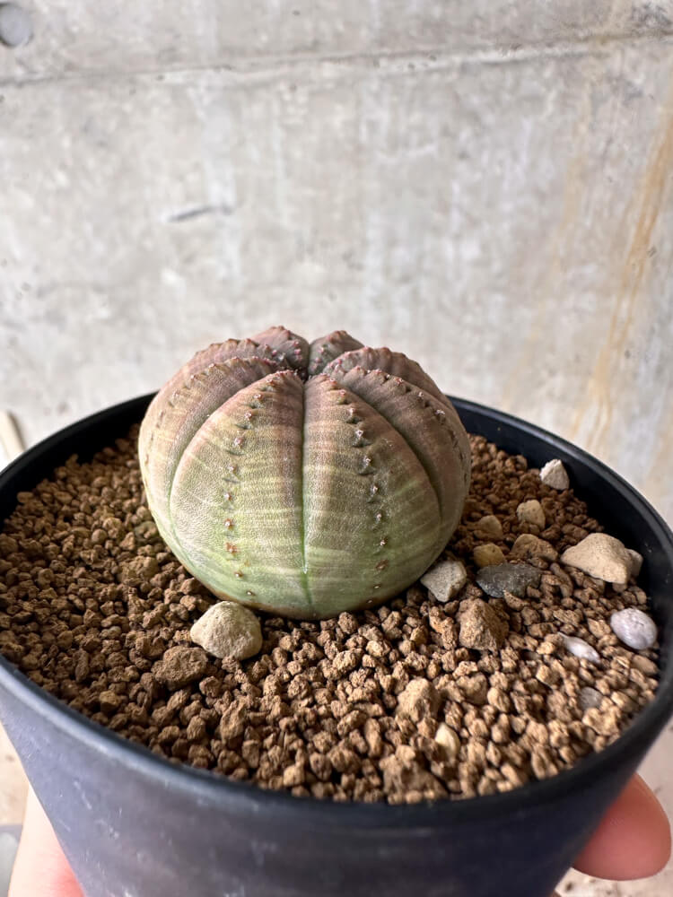 【現品限り】ユーフォルビア・オベサ【G51】 Euphorbia obesa