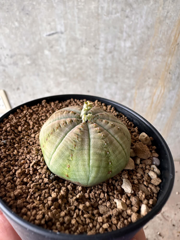 【現品限り】ユーフォルビア・オベサ【G52】 Euphorbia obesa